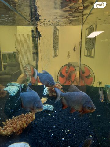 תמונת מודעה - חיות מחמד