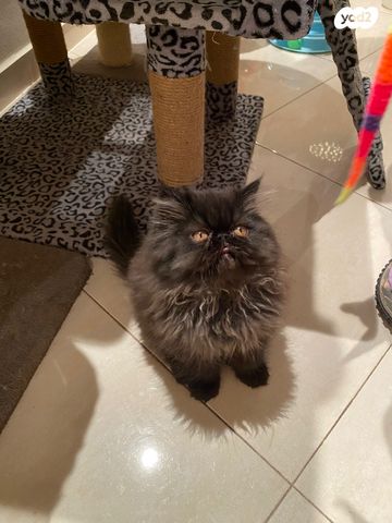 תמונת מודעה - חיות מחמד