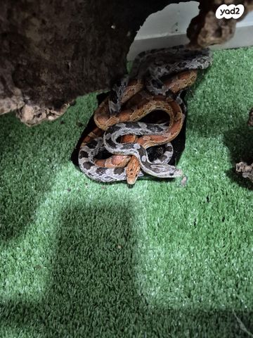 תמונת מודעה - חיות מחמד