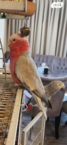 תמונת מודעה - חיות מחמד