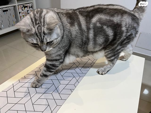 תמונת מודעה - חיות מחמד