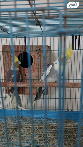 תמונת מודעה - חיות מחמד