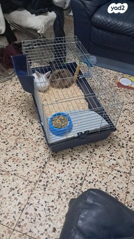 תמונת מודעה - חיות מחמד