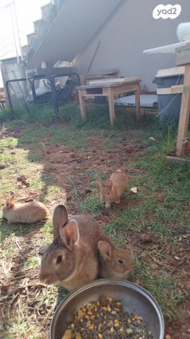 תמונת מודעה - חיות מחמד