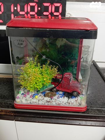 תמונת מודעה - חיות מחמד