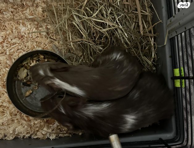 תמונת מודעה - חיות מחמד