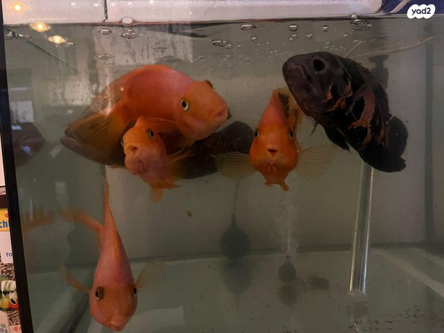 תמונת מודעה - חיות מחמד