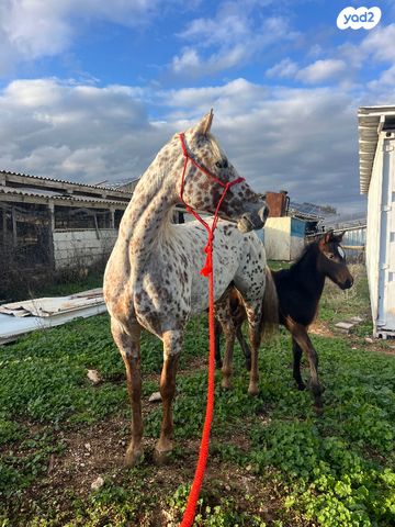 תמונת מודעה - חיות מחמד