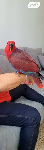 תמונת מודעה - חיות מחמד