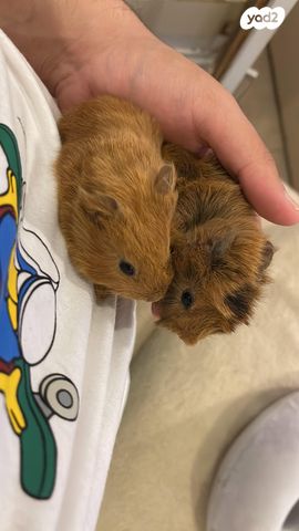 תמונת מודעה - חיות מחמד