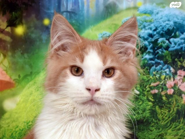 תמונת מודעה - חיות מחמד