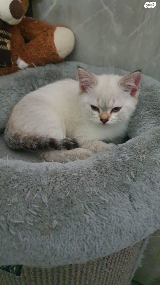 תמונת מודעה - חיות מחמד