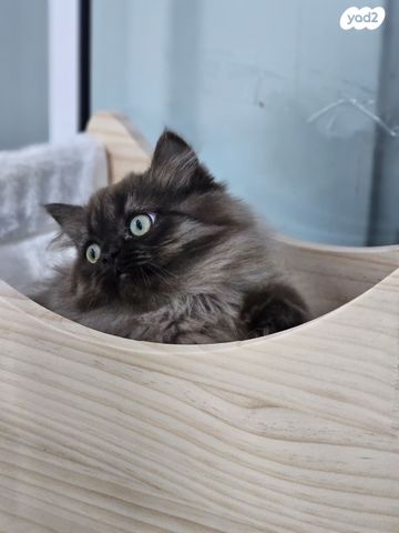 תמונת מודעה - חיות מחמד