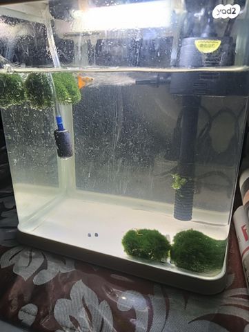 תמונת מודעה - חיות מחמד