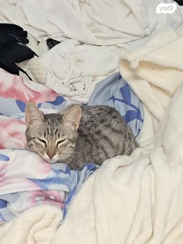 תמונת מודעה - חיות מחמד