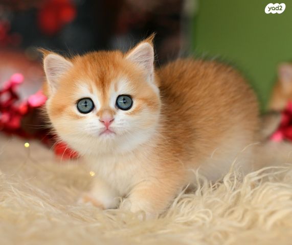 תמונת מודעה - חיות מחמד