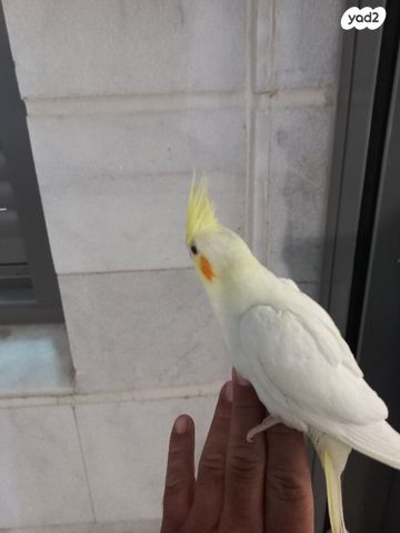 תמונת מודעה - חיות מחמד