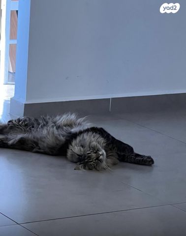 תמונת מודעה - חיות מחמד