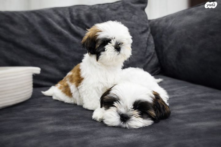 תמונת מודעה - חיות מחמד