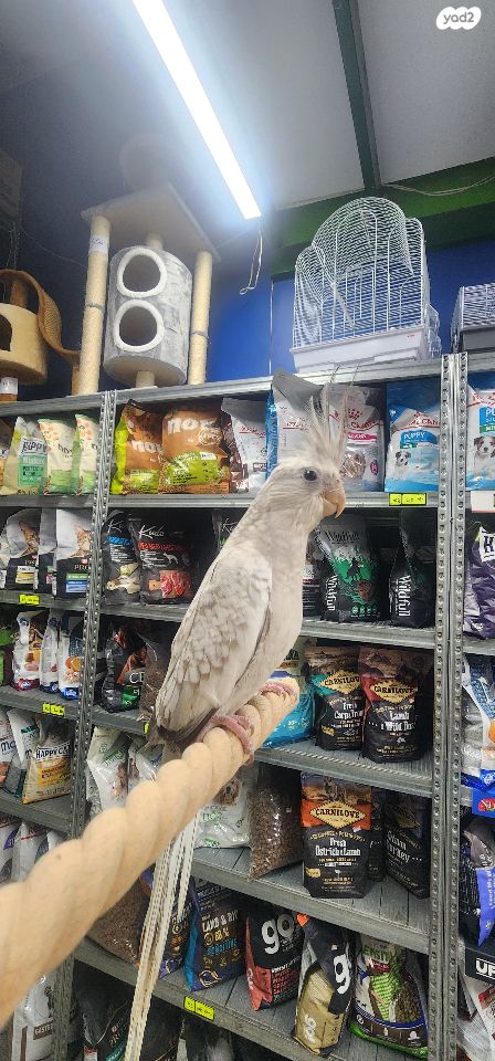 תמונת מודעה - חיות מחמד