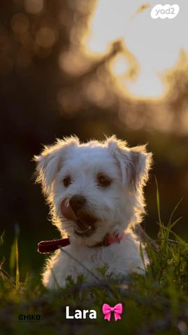 תמונת מודעה - חיות מחמד