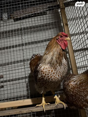 תמונת מודעה - חיות מחמד