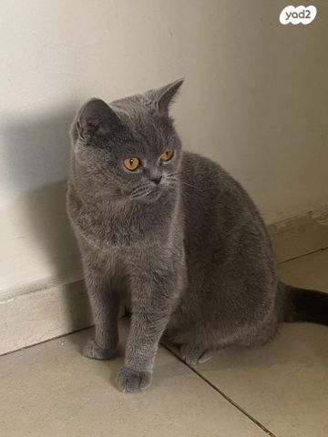 תמונת מודעה - חיות מחמד