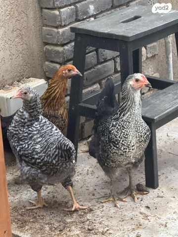 תמונת מודעה - חיות מחמד