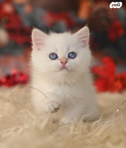 תמונת מודעה - חיות מחמד