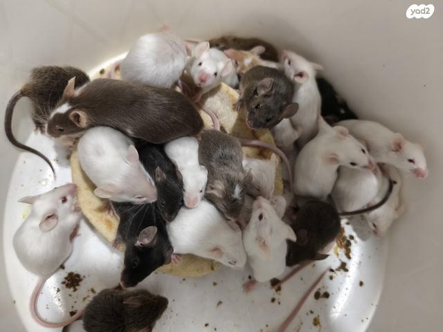 תמונת מודעה - חיות מחמד