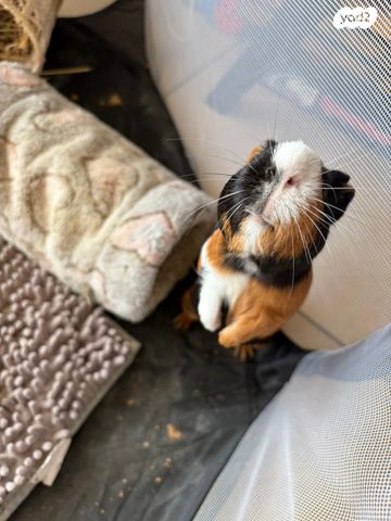 תמונת מודעה - חיות מחמד