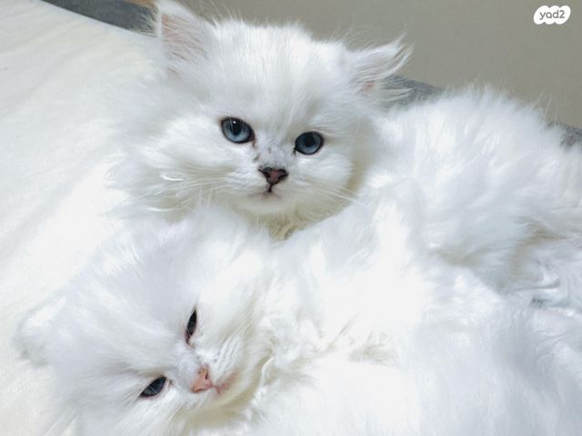 תמונת מודעה - חיות מחמד