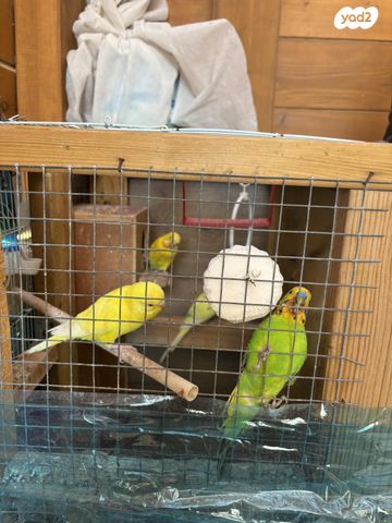 תמונת מודעה - חיות מחמד