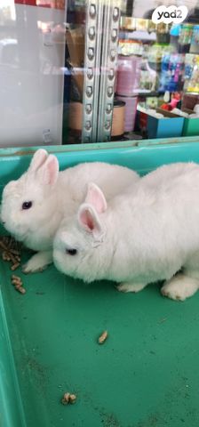 תמונת מודעה - חיות מחמד