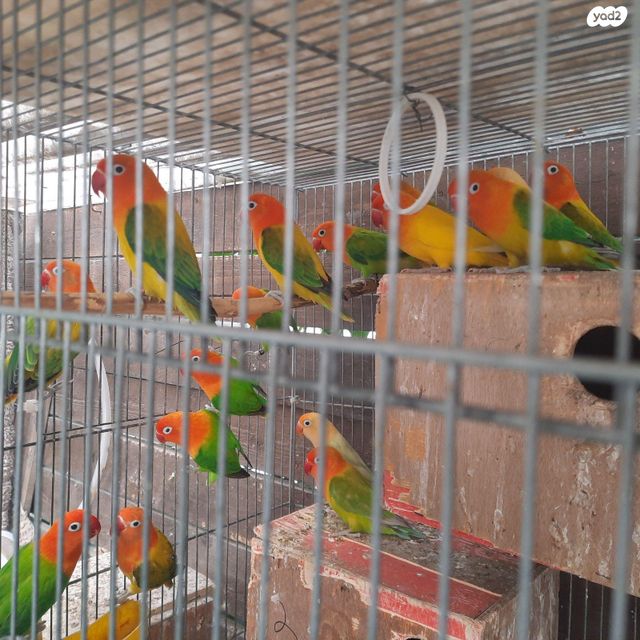 תמונת מודעה - חיות מחמד