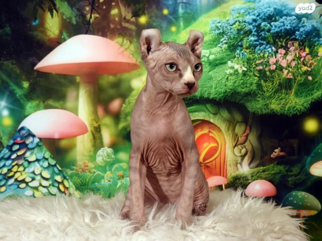 תמונת מודעה - חיות מחמד