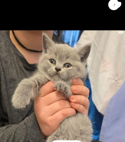 תמונת מודעה - חיות מחמד