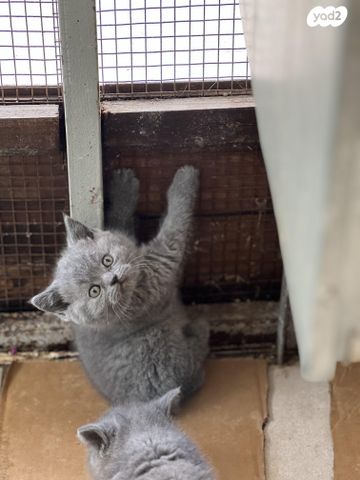 תמונת מודעה - חיות מחמד