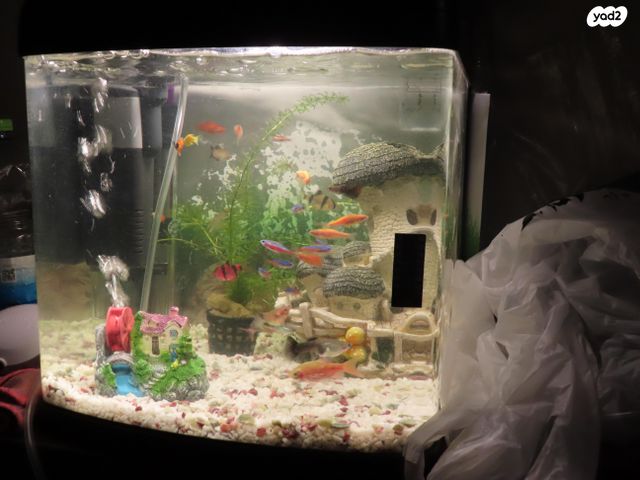 תמונת מודעה - חיות מחמד