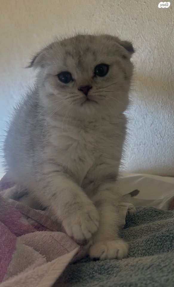 תמונת מודעה - חיות מחמד