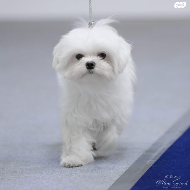 תמונת מודעה - חיות מחמד