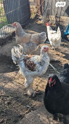 תמונת מודעה - חיות מחמד