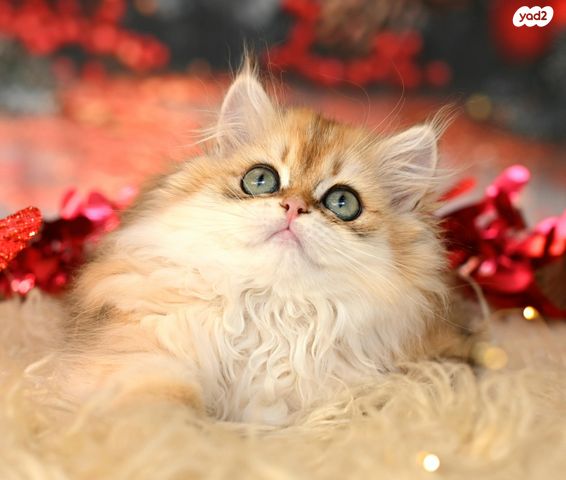 תמונת מודעה - חיות מחמד