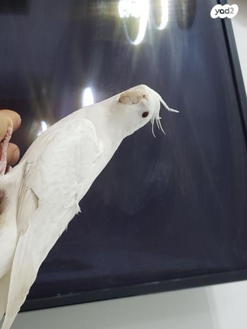 תמונת מודעה - חיות מחמד