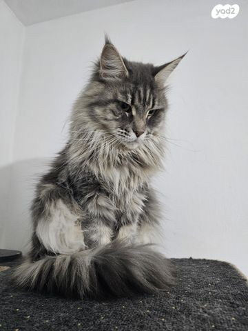 תמונת מודעה - חיות מחמד