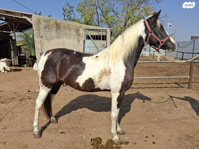 תמונת מודעה - חיות מחמד