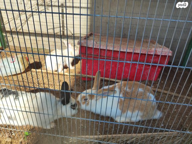 תמונת מודעה - חיות מחמד