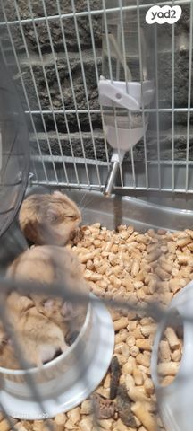 תמונת מודעה - חיות מחמד