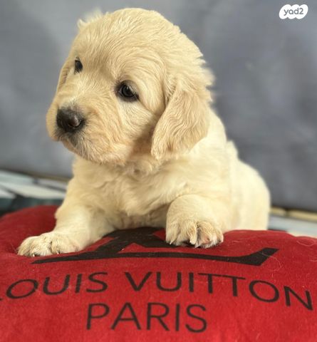 תמונת מודעה - חיות מחמד