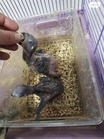 תמונת מודעה - חיות מחמד